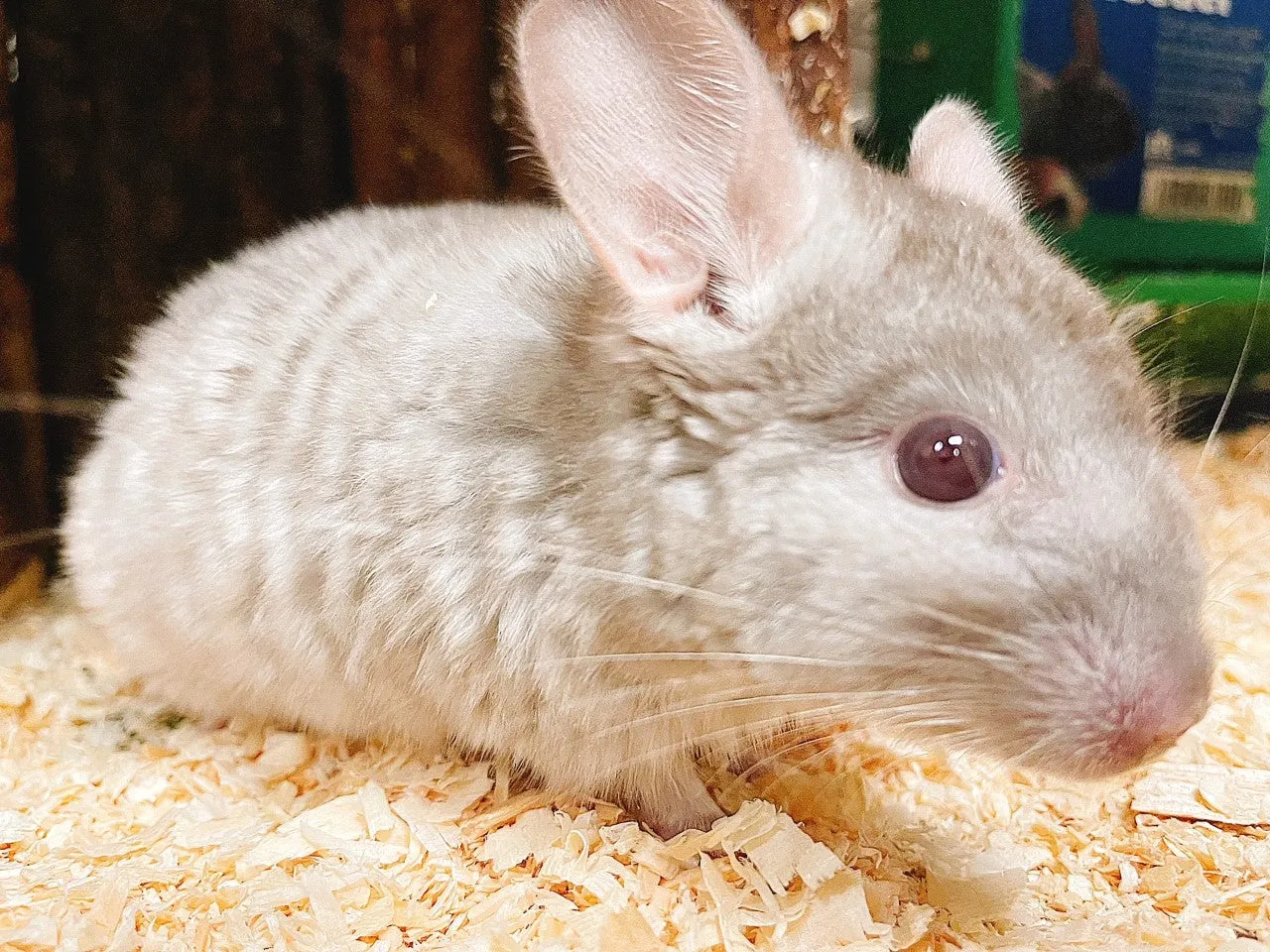Baby Chinchilla Fancy