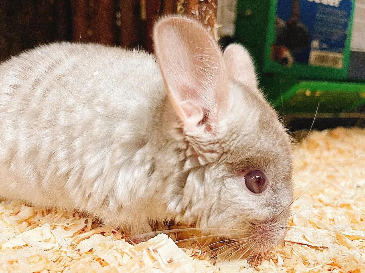 Baby Chinchilla Fancy