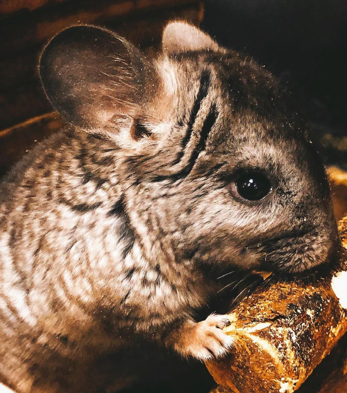 Baby Chinchilla