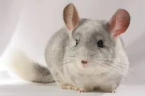Baby Chinchilla